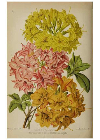 Reproducción/Reproduction 49089251163: The florist and pomologist, and suburban gardener.. London :Published for the proprietors by Messrs. Kent & Co.,1880-. 