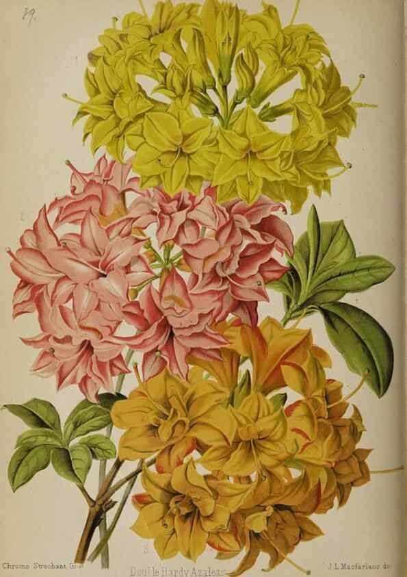 Reproducción/Reproduction 49089251163: The florist and pomologist, and suburban gardener.. London :Published for the proprietors by Messrs. Kent & Co.,1880-. 