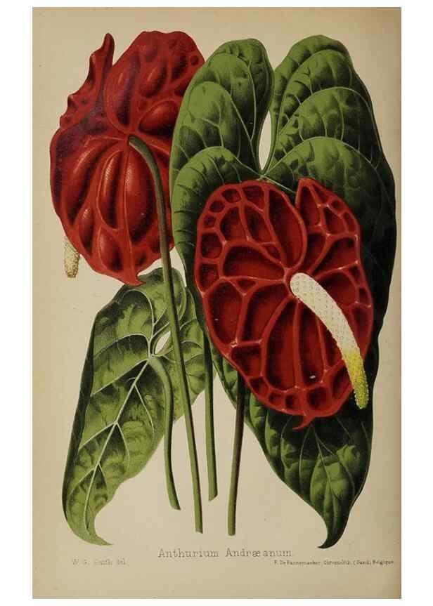 Reproducción/Reproduction 49089964377: The florist and pomologist, and suburban gardener.. London :Published for the proprietors by Messrs. Kent & Co.,1880-. 