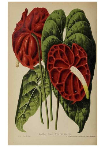 Reproducción/Reproduction 49089964377: The florist and pomologist, and suburban gardener.. London :Published for the proprietors by Messrs. Kent & Co.,1880-. 