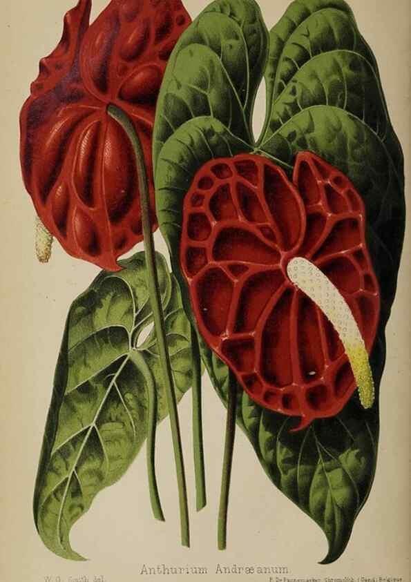 Reproducción/Reproduction 49089964377: The florist and pomologist, and suburban gardener.. London :Published for the proprietors by Messrs. Kent & Co.,1880-. 