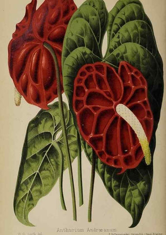 Reproducción/Reproduction 49089964377: The florist and pomologist, and suburban gardener.. London :Published for the proprietors by Messrs. Kent & Co.,1880-. 