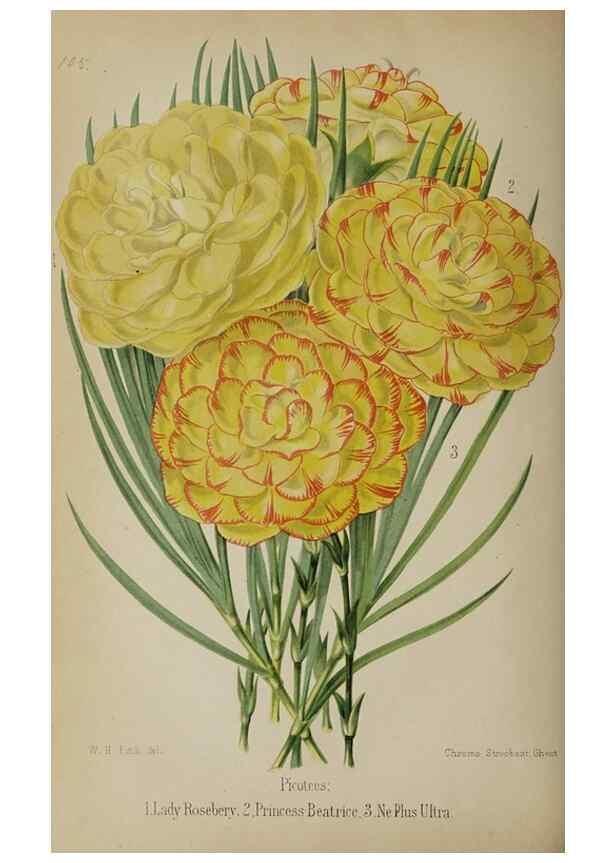 Reproducción/Reproduction 49089251858: The florist and pomologist, and suburban gardener.. London :Published for the proprietors by Messrs. Kent & Co.,1880-. 