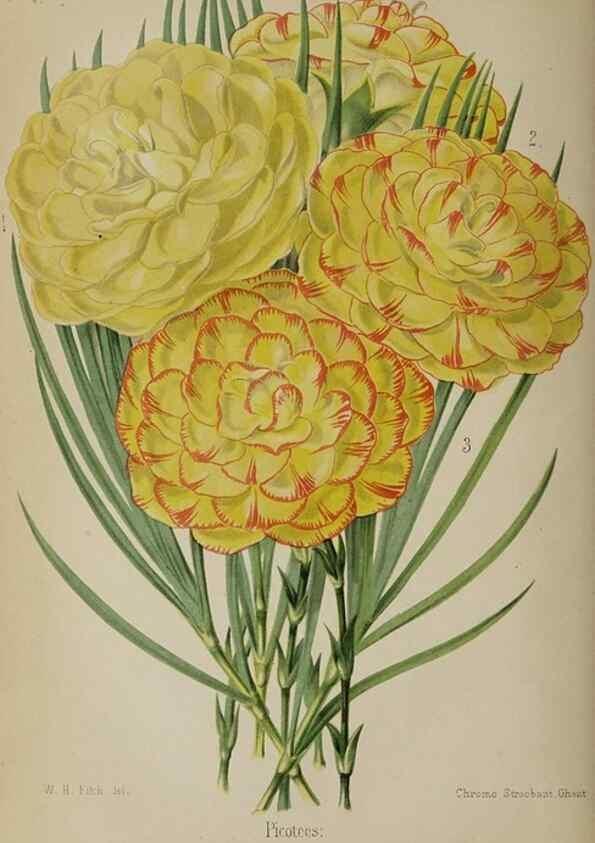 Reproducción/Reproduction 49089251858: The florist and pomologist, and suburban gardener.. London :Published for the proprietors by Messrs. Kent & Co.,1880-. 