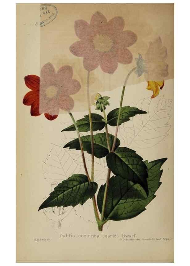 Reproducción/Reproduction 49089964962: The florist and pomologist, and suburban gardener.. London :Published for the proprietors by Messrs. Kent & Co.,1880-. 