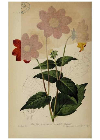 Reproducción/Reproduction 49089964962: The florist and pomologist, and suburban gardener.. London :Published for the proprietors by Messrs. Kent & Co.,1880-. 