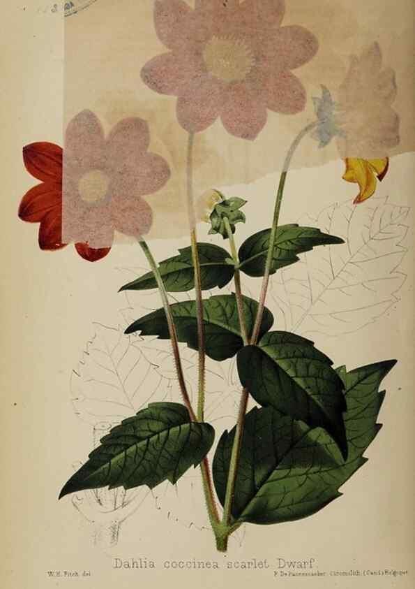Reproducción/Reproduction 49089964962: The florist and pomologist, and suburban gardener.. London :Published for the proprietors by Messrs. Kent & Co.,1880-. 