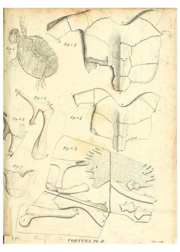 Reproducción/Reproduction 49065708977: Recherches sur les ossemens fossiles de quadrupèdes. Paris :Deterville,1812.. 