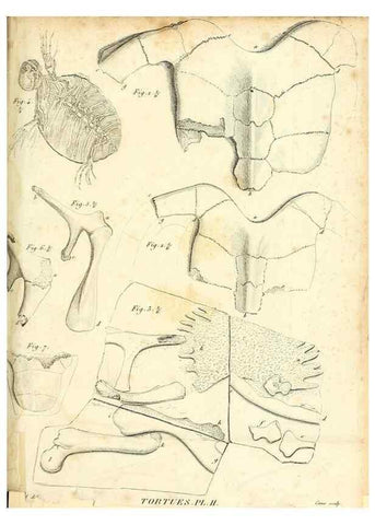 Reproducción/Reproduction 49065708977: Recherches sur les ossemens fossiles de quadrupèdes. Paris :Deterville,1812.. 
