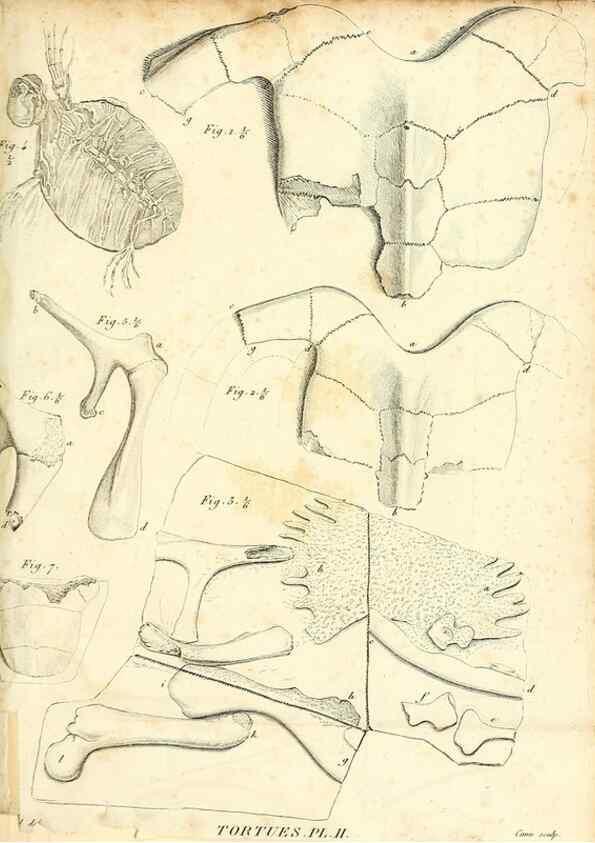 Reproducción/Reproduction 49065708977: Recherches sur les ossemens fossiles de quadrupèdes. Paris :Deterville,1812.. 