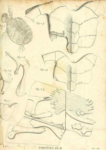 Reproducción/Reproduction 49065708977: Recherches sur les ossemens fossiles de quadrupèdes. Paris :Deterville,1812.. 