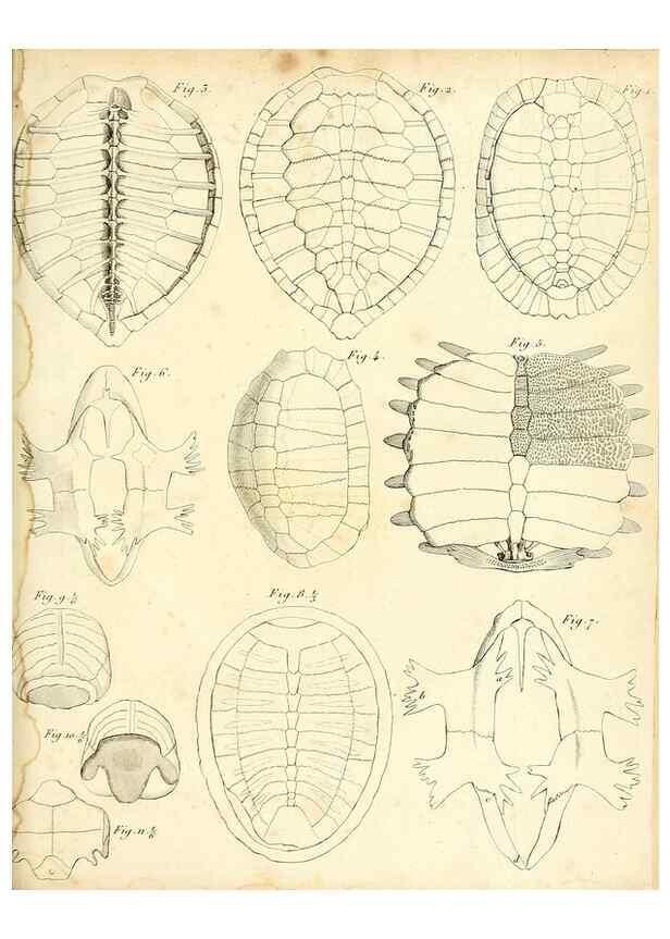 Reproducción/Reproduction 49065494966: Recherches sur les ossemens fossiles de quadrupèdes. Paris :Deterville,1812.. 