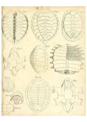 Reproducción/Reproduction 49065494966: Recherches sur les ossemens fossiles de quadrupèdes. Paris :Deterville,1812.. 