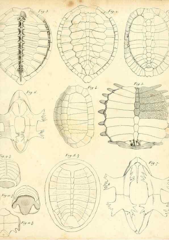 Reproducción/Reproduction 49065494966: Recherches sur les ossemens fossiles de quadrupèdes. Paris :Deterville,1812.. 