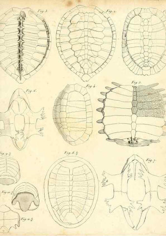 Reproducción/Reproduction 49065494966: Recherches sur les ossemens fossiles de quadrupèdes. Paris :Deterville,1812.. 