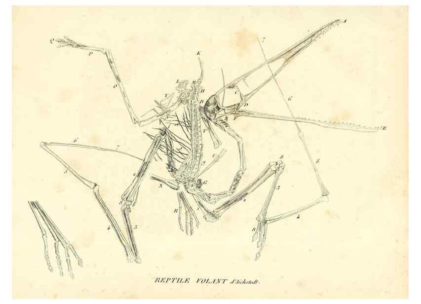 Reproducción/Reproduction 49065708127: Recherches sur les ossemens fossiles de quadrupèdes. Paris :Deterville,1812.. 
