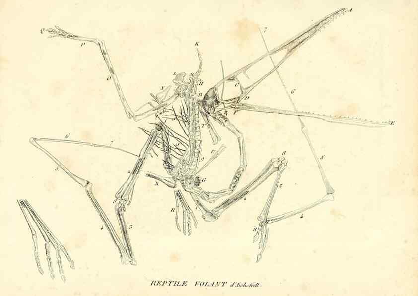 Reproducción/Reproduction 49065708127: Recherches sur les ossemens fossiles de quadrupèdes. Paris :Deterville,1812.. 