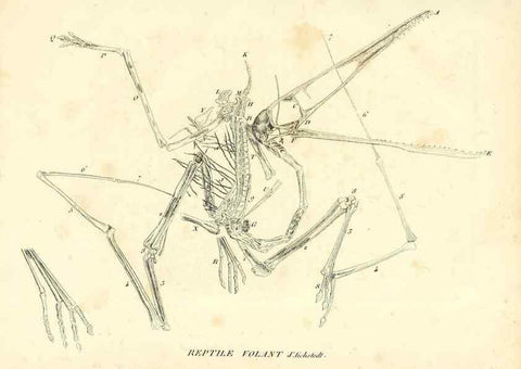 Reproducción/Reproduction 49065708127: Recherches sur les ossemens fossiles de quadrupèdes. Paris :Deterville,1812.. 