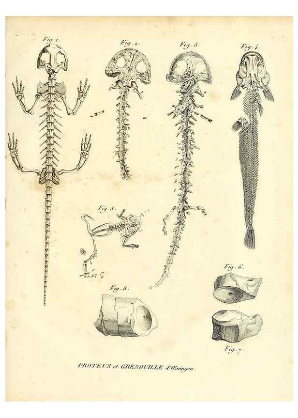 Reproducción/Reproduction 49064979363: Recherches sur les ossemens fossiles de quadrupèdes. Paris :Deterville,1812.. 