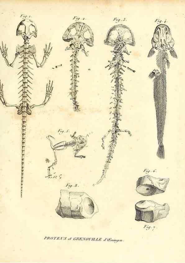 Reproducción/Reproduction 49064979363: Recherches sur les ossemens fossiles de quadrupèdes. Paris :Deterville,1812.. 