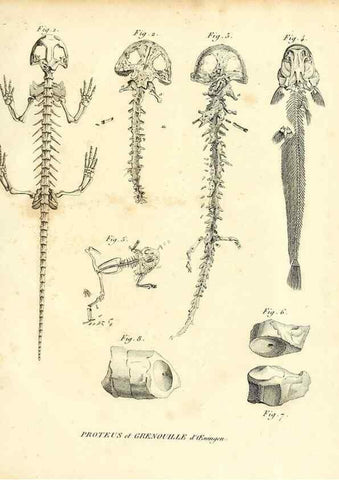 Reproducción/Reproduction 49064979363: Recherches sur les ossemens fossiles de quadrupèdes. Paris :Deterville,1812.. 