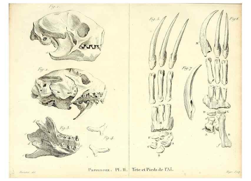 Reproducción/Reproduction 49065702472: Recherches sur les ossemens fossiles de quadrupèdes. Paris :Deterville,1812.. 