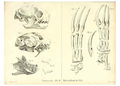 Reproducción/Reproduction 49065702472: Recherches sur les ossemens fossiles de quadrupèdes. Paris :Deterville,1812.. 