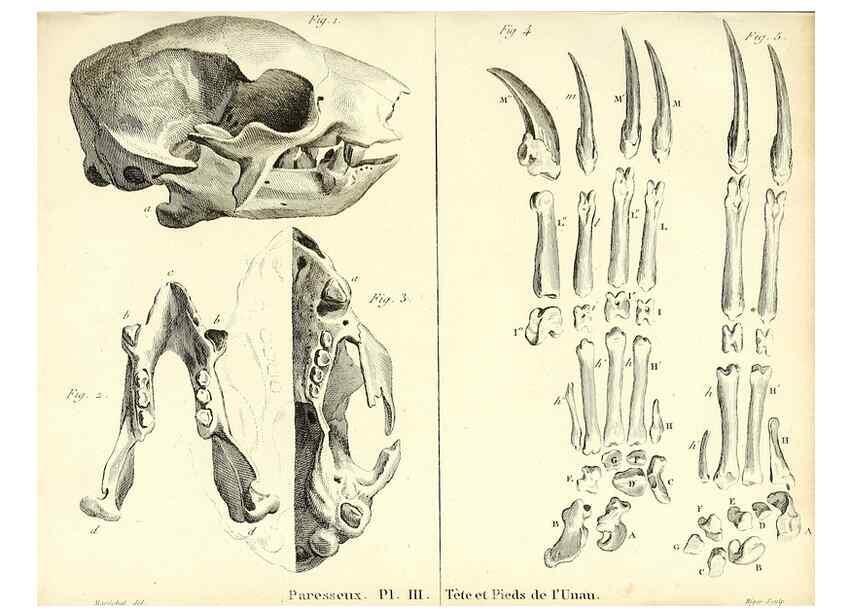Reproducción/Reproduction 49064974613: Recherches sur les ossemens fossiles de quadrupèdes. Paris :Deterville,1812.. 