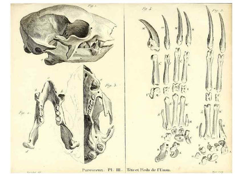 Reproducción/Reproduction 49064974613: Recherches sur les ossemens fossiles de quadrupèdes. Paris :Deterville,1812.. 