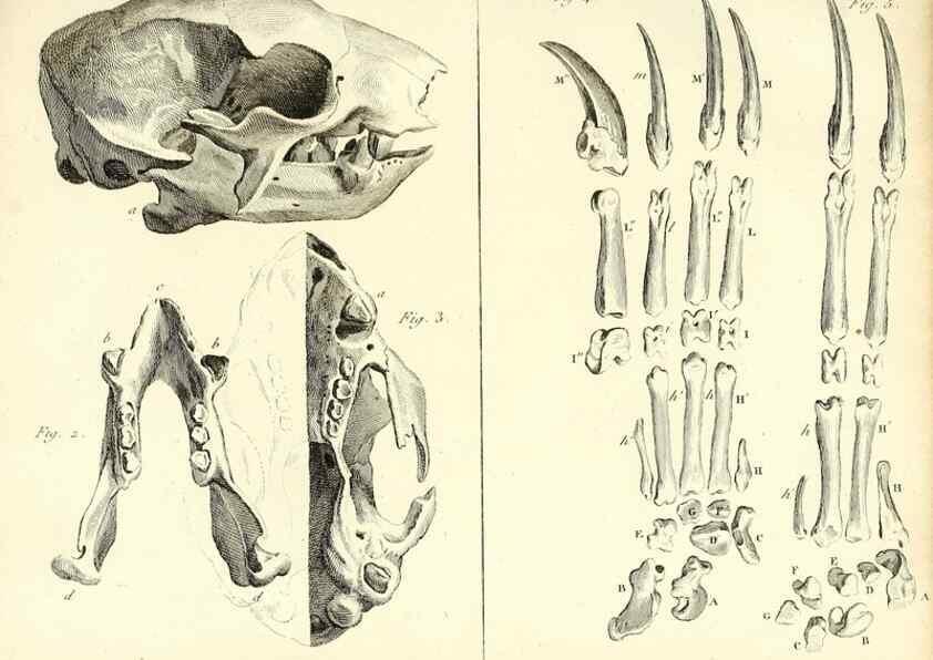 Reproducción/Reproduction 49064974613: Recherches sur les ossemens fossiles de quadrupèdes. Paris :Deterville,1812.. 