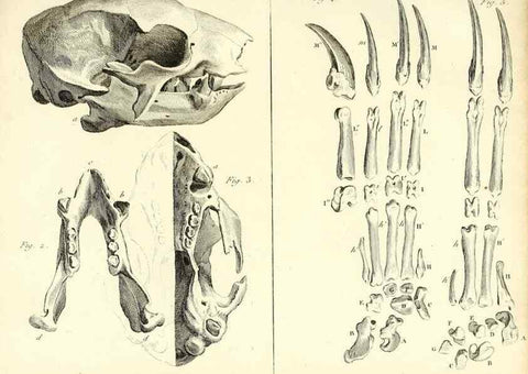 Reproducción/Reproduction 49064974613: Recherches sur les ossemens fossiles de quadrupèdes. Paris :Deterville,1812.. 