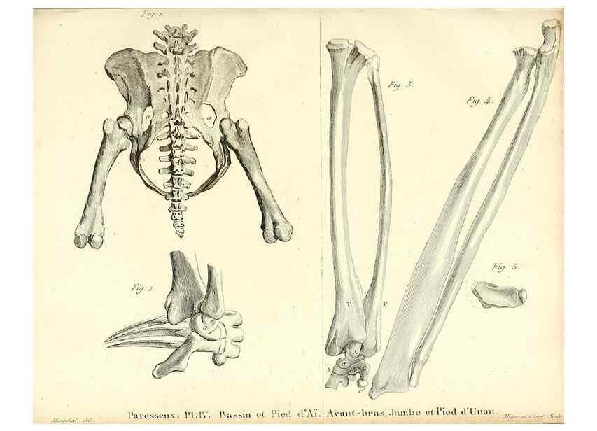 Reproducción/Reproduction 49064974948: Recherches sur les ossemens fossiles de quadrupèdes. Paris :Deterville,1812.. 