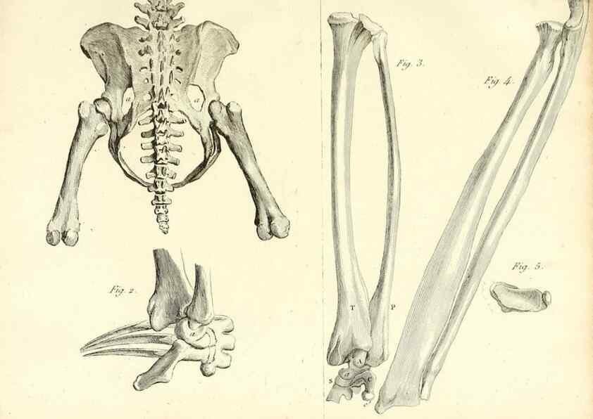 Reproducción/Reproduction 49064974948: Recherches sur les ossemens fossiles de quadrupèdes. Paris :Deterville,1812.. 
