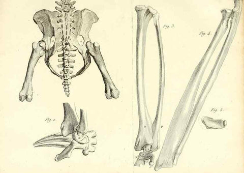 Reproducción/Reproduction 49064974948: Recherches sur les ossemens fossiles de quadrupèdes. Paris :Deterville,1812.. 