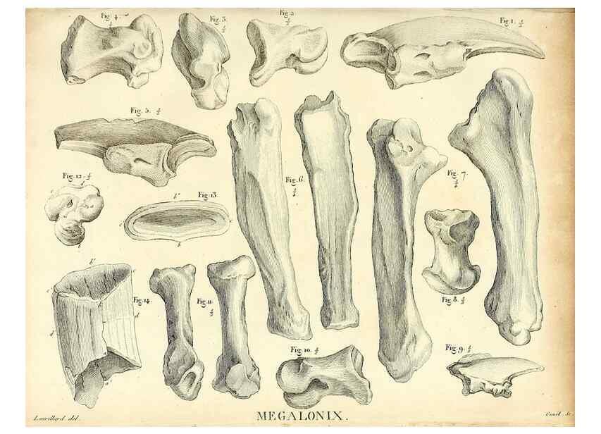 Reproducción/Reproduction 49065703502: Recherches sur les ossemens fossiles de quadrupèdes. Paris :Deterville,1812.. 