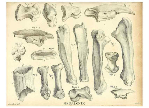 Reproducción/Reproduction 49065703502: Recherches sur les ossemens fossiles de quadrupèdes. Paris :Deterville,1812.. 
