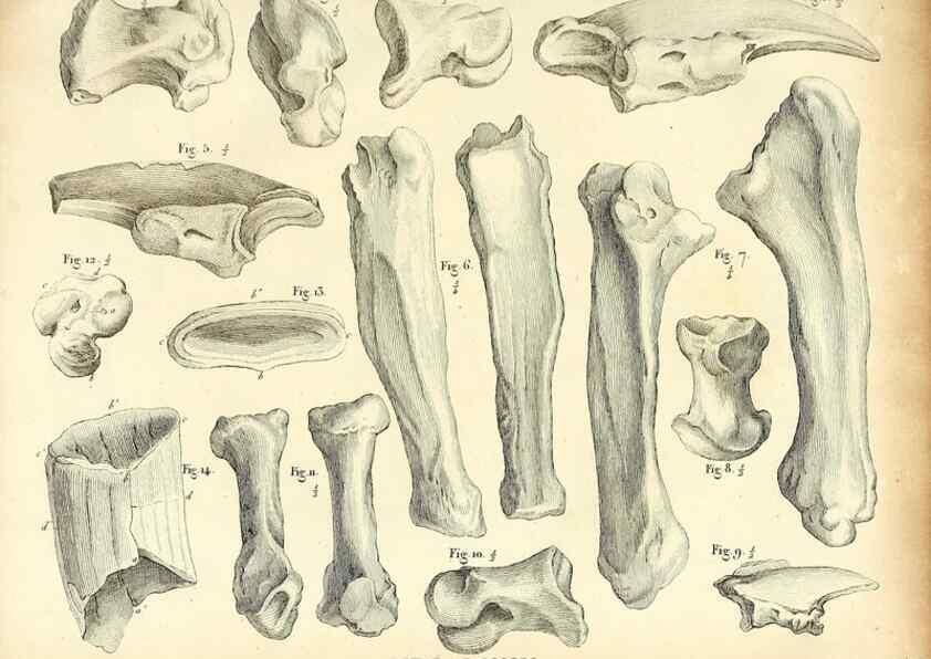 Reproducción/Reproduction 49065703502: Recherches sur les ossemens fossiles de quadrupèdes. Paris :Deterville,1812.. 