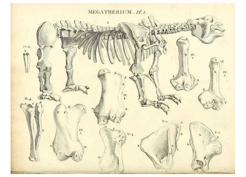 Reproducción/Reproduction 49065703772: Recherches sur les ossemens fossiles de quadrupèdes. Paris :Deterville,1812.. 