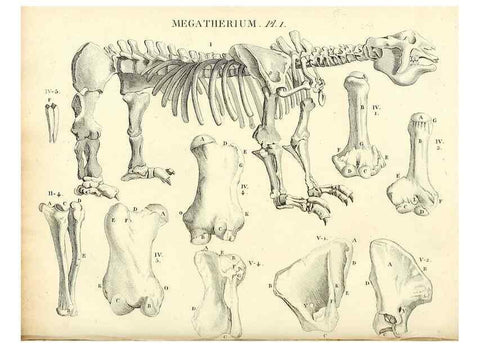Reproducción/Reproduction 49065703772: Recherches sur les ossemens fossiles de quadrupèdes. Paris :Deterville,1812.. 