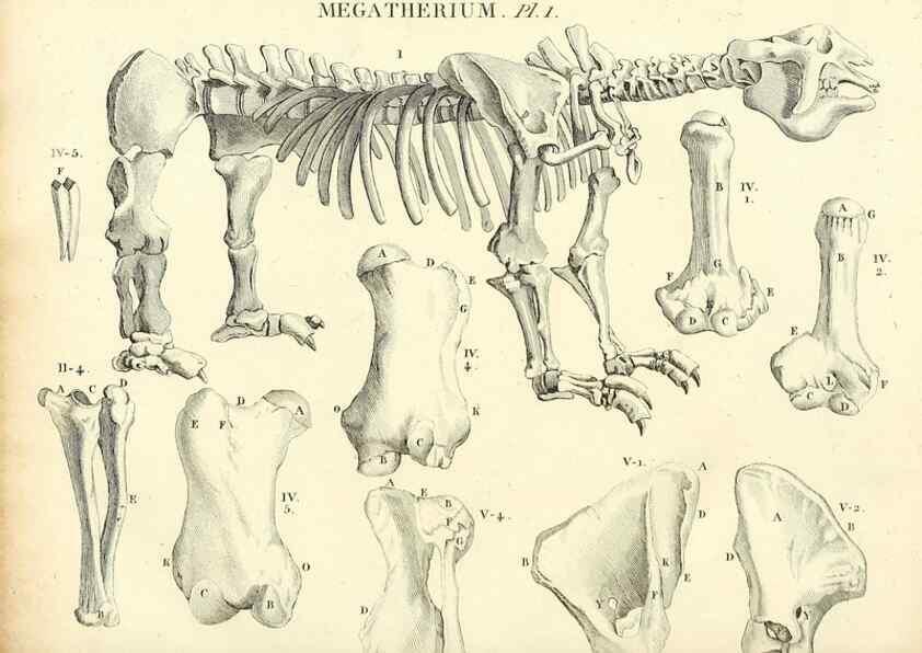 Reproducción/Reproduction 49065703772: Recherches sur les ossemens fossiles de quadrupèdes. Paris :Deterville,1812.. 