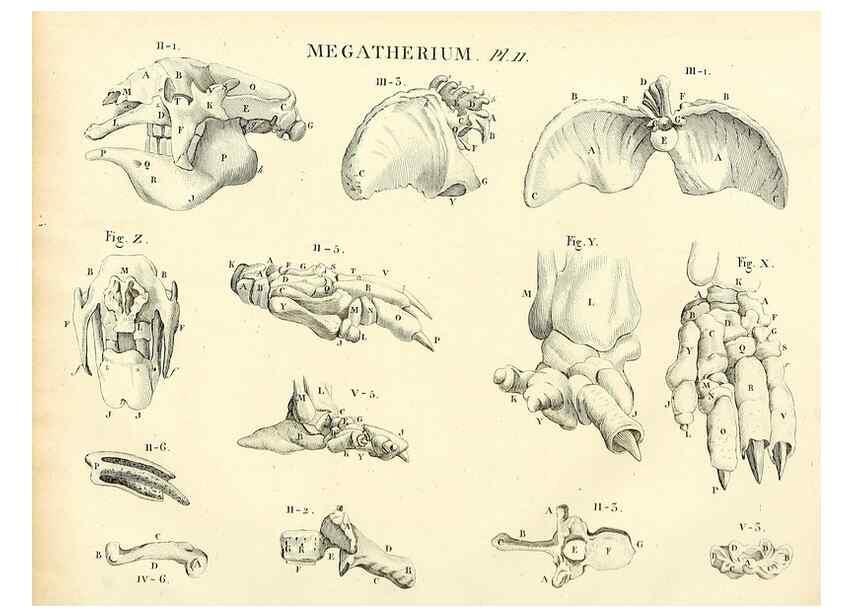 Reproducción/Reproduction 49065490621: Recherches sur les ossemens fossiles de quadrupèdes. Paris :Deterville,1812.. 