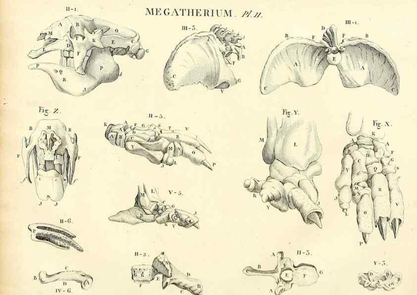 Reproducción/Reproduction 49065490621: Recherches sur les ossemens fossiles de quadrupèdes. Paris :Deterville,1812.. 