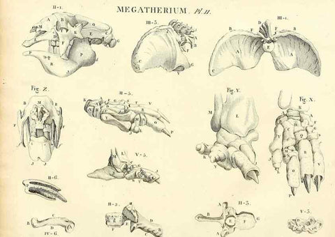Reproducción/Reproduction 49065490621: Recherches sur les ossemens fossiles de quadrupèdes. Paris :Deterville,1812.. 