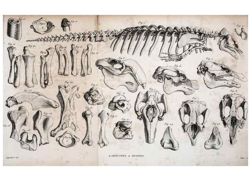Reproducción/Reproduction 49065490891: Recherches sur les ossemens fossiles de quadrupèdes. Paris :Deterville,1812.. 