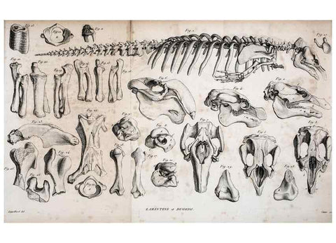 Reproducción/Reproduction 49065490891: Recherches sur les ossemens fossiles de quadrupèdes. Paris :Deterville,1812.. 
