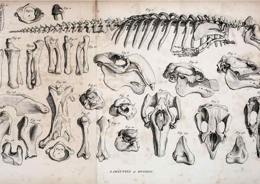 Reproducción/Reproduction 49065490891: Recherches sur les ossemens fossiles de quadrupèdes. Paris :Deterville,1812.. 