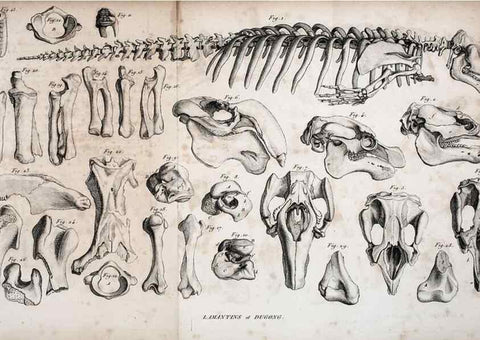 Reproducción/Reproduction 49065490891: Recherches sur les ossemens fossiles de quadrupèdes. Paris :Deterville,1812.. 