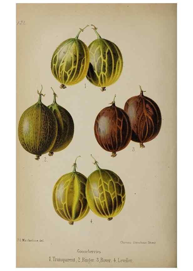 Reproducción/Reproduction 49089252473: The florist and pomologist, and suburban gardener.. London :Published for the proprietors by Messrs. Kent & Co.,1880-. 