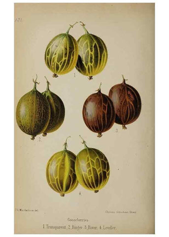 Reproducción/Reproduction 49089252473: The florist and pomologist, and suburban gardener.. London :Published for the proprietors by Messrs. Kent & Co.,1880-. 