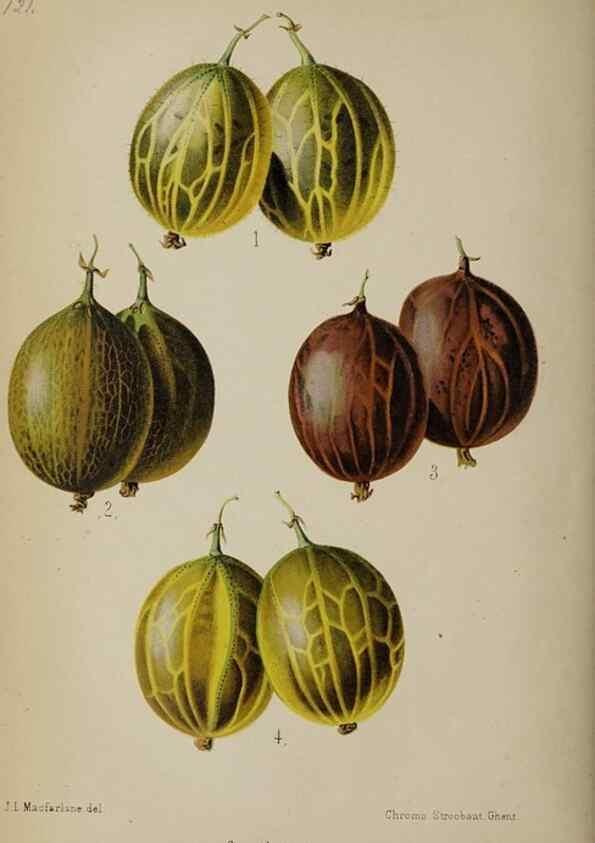 Reproducción/Reproduction 49089252473: The florist and pomologist, and suburban gardener.. London :Published for the proprietors by Messrs. Kent & Co.,1880-. 